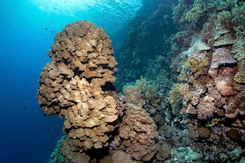 Coral reef with steep drop and protruding coral tower of a Dome Coral (Porites nodifera) Zarbagad Island