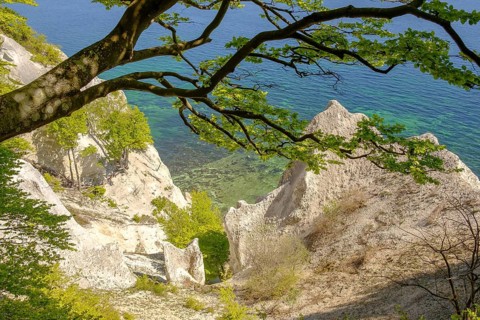 Common beech (Fagus sylvatica) grows on the chalk coast of Mons Klint