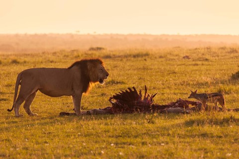 Male Lion (Panthera leo) with skeleton