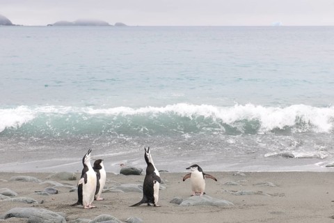 Chinstrap Penguins (Pygoscelis antarcticus)