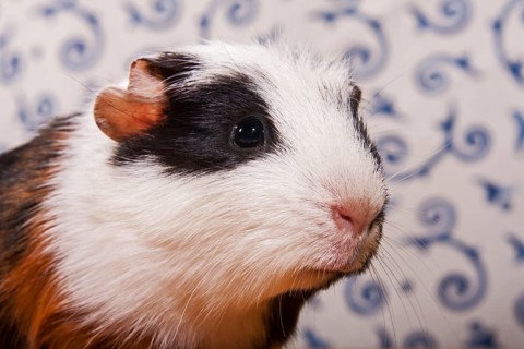 American Crested Guinea Pig