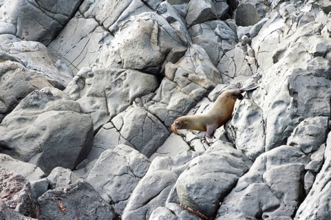 Galapagos Fur Seal (Arctocephalus galapagoensis) young climbing on rocks