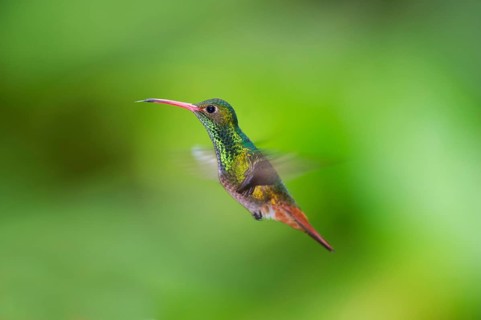 Rufous-tailed Hummingbird (Amazilia tzacatl)
