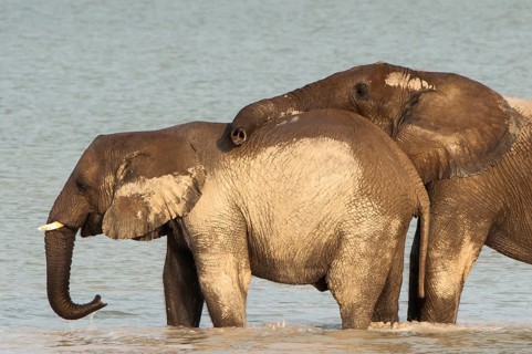 African elephants (Loxodonta africana) playfighting at the Namutoni water hole