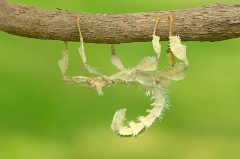 Giant Prickly Stick Insect (Extatosoma tiaratum)