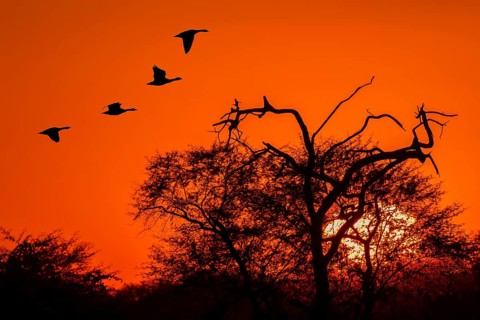 Bar-headed geese (Anser indicus) in flight at sunset