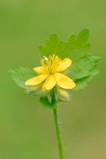 Greater celandine (Chelidonium majus)