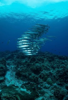 School of Sharpfin Barracuda or Heller's Barracuda (Sphyraena helleri)
