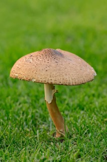 Freckled Dapperling (Lepiota aspera)