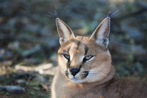 Caracal (Caracal caracal)