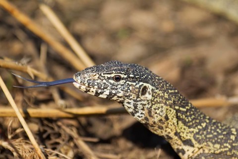 Nile Monitor (Varanus niloticus)