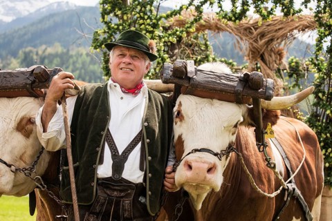 Man wearing traditional dress with two oxen in a yoke