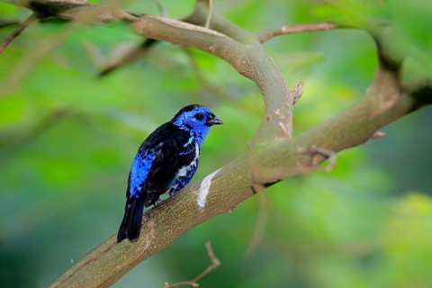 Turquoise Tanager (Tangara mexicana)