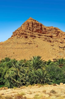 Palm trees growing in the river bed of the Ziz Gorges
