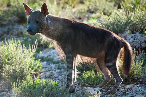 Brown Hyena (Parahyaena brunnea)