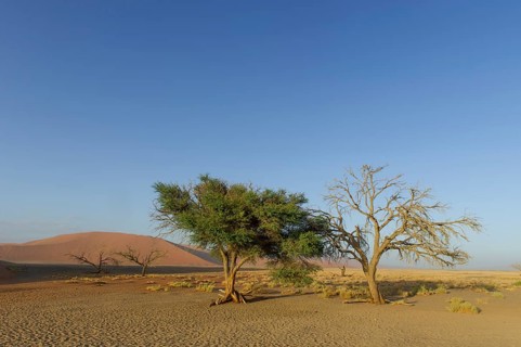 A living tree and a dead tree in the Tsauchab Valley