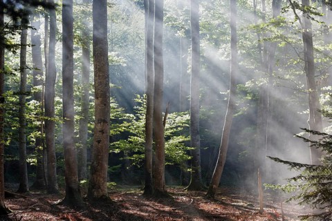 Sun rays penetrating the morning mist in Boisgrand Forest
