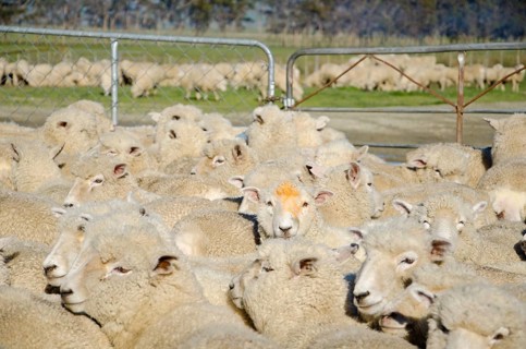 Sheep in an enclosure