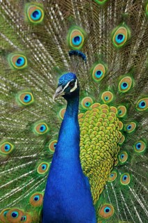 Indian Peafowl or Blue Peafowl (Pavo cristatus)
