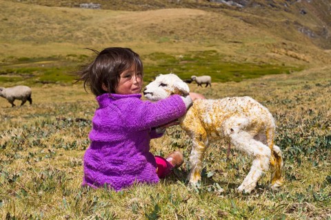 A little girl of the Quechua Indians sitting on a mountain meadow and holding a newborn lamb in her arms