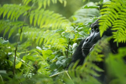 Mountain Gorilla (Gorilla beringei beringei)