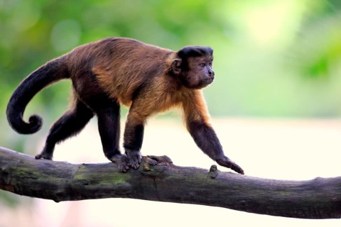 Brown Capuchin or Tufted Capuchin (Cebus apella)