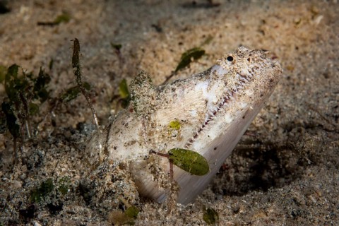 Crocodile Snake Eel (Brachysomophis crocodilinus)