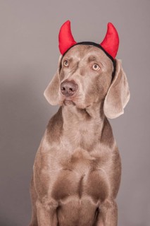 Weimaraner dog as a devil
