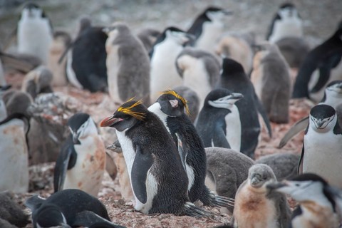 A pair of Macaroni Penguins (Eudyptes chrysolophus) breeds in a colony of Chinstrap penguins (Pygoscelis antarctica)
