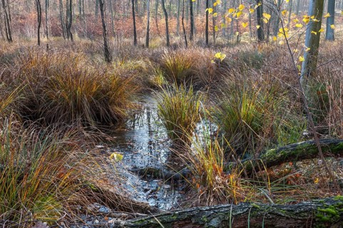 Wetlands in a collapse sinkhole