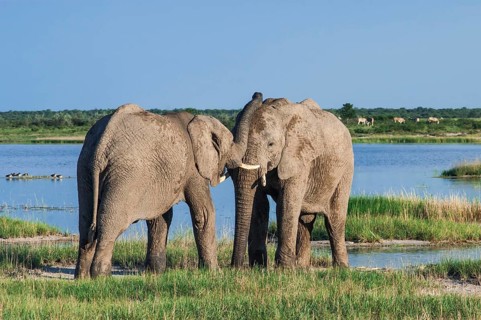 African elephants (Loxodonta africana) playfighting at the Namutoni water hole