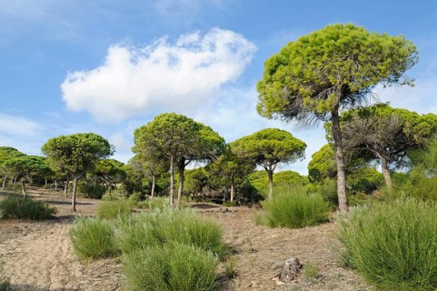 Pine forest