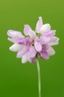 Crown Vetch (Securigera varia)