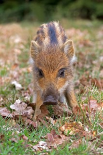 Wild Boar (Sus scrofa)