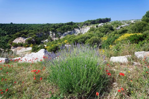 Landscape with flowering lavender