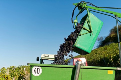 Harvested grapes are collected on tractor trailers