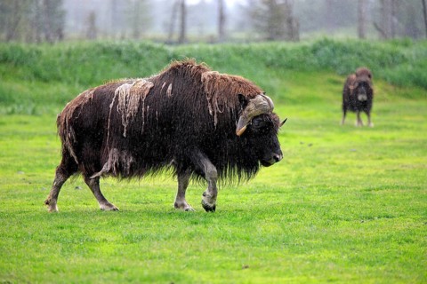 Musk Ox or Muskox (Ovibos moschatus)