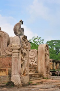 Toque Macaque (Macaca sinica) at the stairs to the round reliquary house of Vatadage