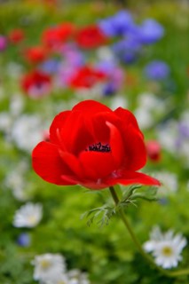 Poppy Anemone or Spanish Marigold (Anemone coronaria)
