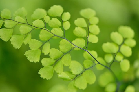 Maidenhair fern (Adiantum venustum)