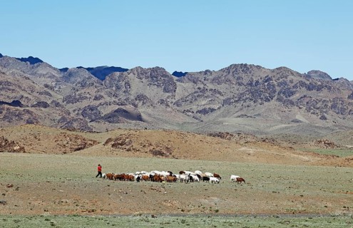 Nomad woman with a herd of Cashmere Goats (Capra hircus laniger)