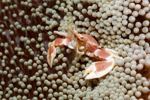 Porcelain Crab (Neopetrolisthes oshimai)