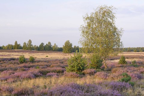 Open heath with birch (Betula sp.)