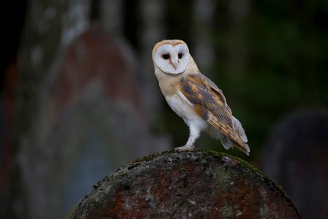 Barn Owl (Tyto alba) on a grave stone