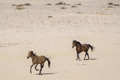 Wild horses in the Namib Desert