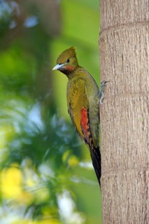 Greater Yellownape (Picus flavinucha)