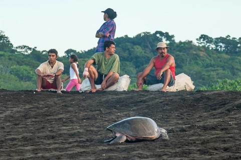 Turtle egg collectors on the beach waiting for the arrival of Olive Ridley Sea Turtles (Lepidochelys olivacea)
