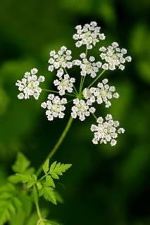 Rough Chervil (Chaerophyllum temulum)