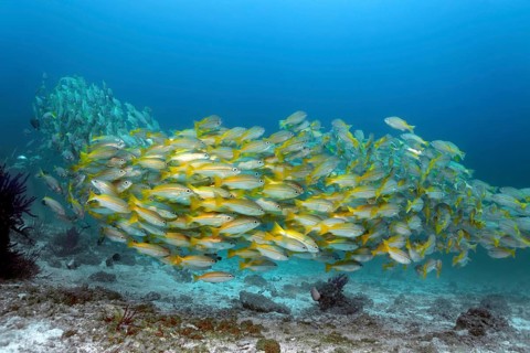 A shoal of Bigeye snappers (Lutjanus lutjanus)