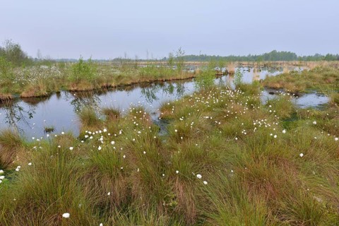 Spring morning in the Hahnenmoor nature reserve